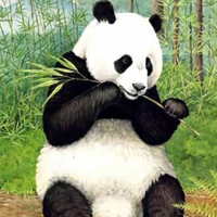 熊头像可爱照片