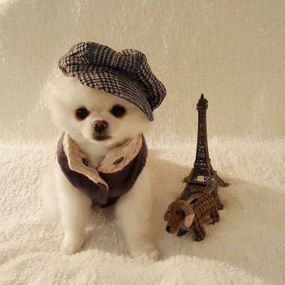 情侣头像狗狗一对