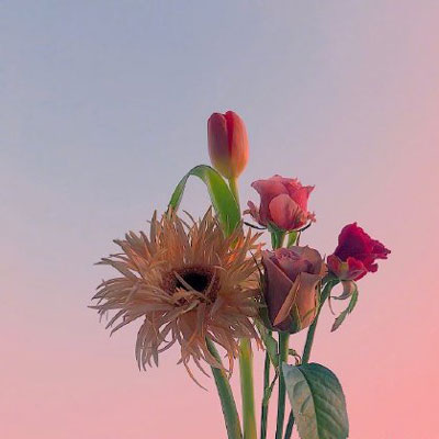 鲜花头像图片大全