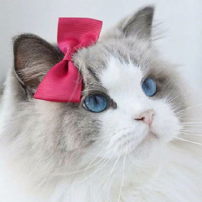 猫咪头像萌图片